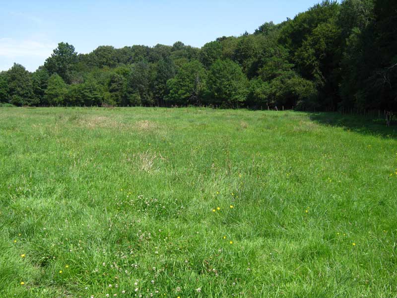 La Choisille, affluent direct de la Loire